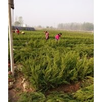 龍柏價(jià)格高度40-50公分龍柏綠籬苗價(jià)格江蘇龍柏基地