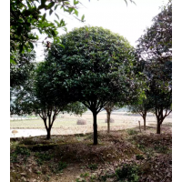 桂花樹