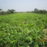 蘋果苗 核桃苗 櫻桃苗 棗樹(shù)苗