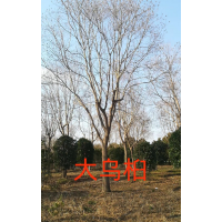 烏桕