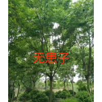 無患子