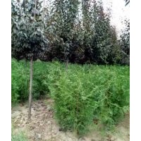 供側(cè)柏營養(yǎng)杯苗，河南檜，雪松，蜀檜，龍柏，沙地柏，灑金柏