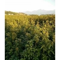 地徑二、三、四、五公分的金絲楠木