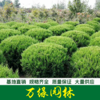 檜柏球