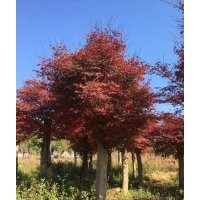 5-25公分紅楓