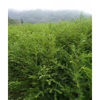 專供紅豆杉，紅楓，青楓，雞爪槭，垂絲海棠，櫻花，紅梅，茶花，
