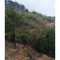 南方紅豆杉