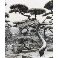 造型油松