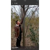 櫸樹