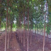 5公分榆樹