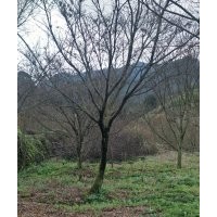 供應(yīng)精品紅楓海棠桂花羽毛楓紅梅櫻花紅白玉蘭雞爪槭7-28公