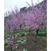 供應(yīng)精品紅楓雞爪槭紅梅櫻花海棠桂花紅葉李
