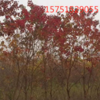 烏桕樹貨源 低價(jià)供應(yīng)