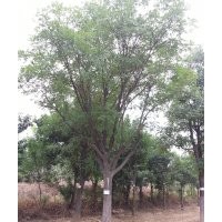 長期供應國槐 叢生國槐