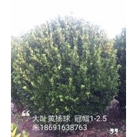長期供應(yīng)大葉黃楊球