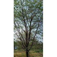 協(xié)燦苗木供應(yīng)紅梅羽毛楓染井吉野櫻花桂花雞爪槭紅楓