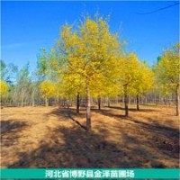 旱柳、速生柳、直柳、立柳、金葉榆、香花槐
