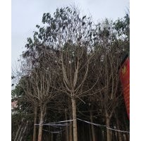 低價處理8公分大葉女貞