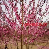 泰安碧桃、泰安觀賞碧桃、泰安桃花、泰安觀賞桃樹