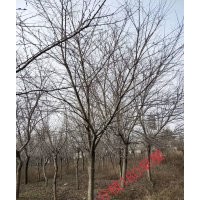 供應(yīng)叢生紫薇紅梅紅楓雞爪槭桂花羽毛楓櫻花無(wú)患子欒樹(shù)