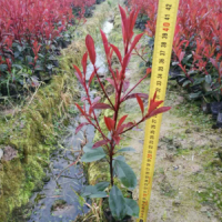 紅葉石楠小杯苗價(jià)格 浙江紅葉石楠大杯苗 小杯苗供應(yīng)商