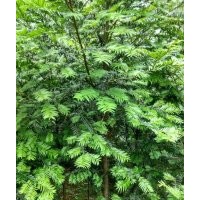 地徑4～6公分的紅豆杉，80萬株，價格非常便宜