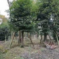 供應(yīng)四川成都天竺桂 基地批發(fā)價格