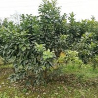 供應(yīng)四川成都香泡 基地批發(fā)價格&#8194;