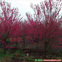 紅葉碧桃圖片，沭陽紅葉碧桃報(bào)價(jià)表，哪里有紅葉碧桃多少錢一棵，