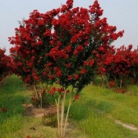 美國紫薇地徑6-8公分北京大苗圃基地購樹木市排價