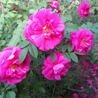 紅刺梅供應(yīng) 江蘇紅刺梅價(jià)格-最新紅刺梅價(jià)格、批發(fā)報(bào)價(jià)低價(jià)批發(fā)