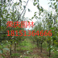 江蘇木瓜樹低價(jià)供應(yīng) 哪里有木瓜樹貨源？