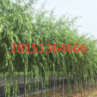 10公分青皮垂柳價(jià)格 青皮垂柳基地