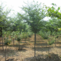現(xiàn)在紫薇基地的紫薇樹多少錢一顆？