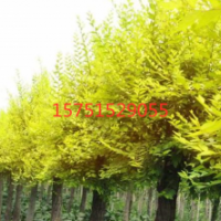 金葉榆哪里有 ？ 低價(jià)供應(yīng) 江蘇金葉榆供應(yīng)