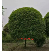 桂花樹(shù)供應(yīng) 江蘇哪里有桂花樹(shù)貨源？