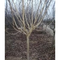 出售6公分櫻花