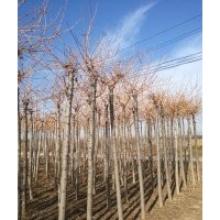 山東金枝金葉白蠟 金枝國(guó)槐的風(fēng)水 供應(yīng)商慶云茂達(dá)苗木