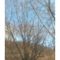 長期供應叢生蒙古櫟 山楂
