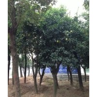供應(yīng)柚子樹、湖南本地柚子樹