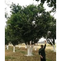 供應(yīng)各規(guī)格湖南香櫞、全冠香櫞、移栽香櫞、移栽全冠香櫞、叢生香