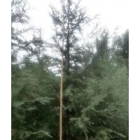 5米雪松