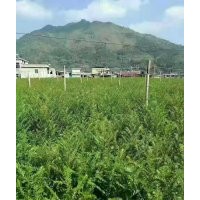 地徑2公分的紅豆杉小苗50萬(wàn)株