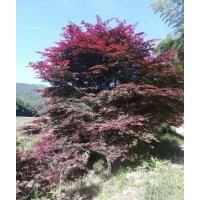 出售紅楓苗木