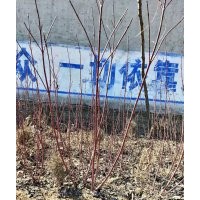 望都塔檜、迎春、紅瑞木、大葉黃楊、連翹、丁香、金葉女貞、小葉