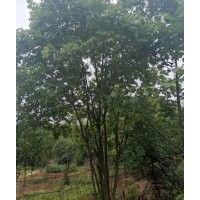 供應(yīng)各規(guī)格全冠無患子、叢生無患子