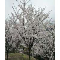 協(xié)燦苗木供羽毛楓櫻花紅梅紅楓雞爪槭櫸樹(shù)無(wú)患子叢生紫薇