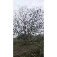 協(xié)燦苗木供應(yīng)精品染井吉野櫻羽毛楓紅梅紅楓雞爪槭桂花