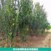 圓冠榆、大葉垂榆、五角楓、龍爪槐、西府海棠