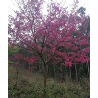 哪里有正宗中國紅櫻花 最新1-15公分中國紅櫻花價(jià)格